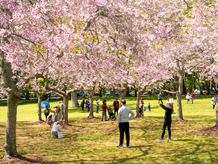 Cornwall park landscape - Credit: Ocean Mead