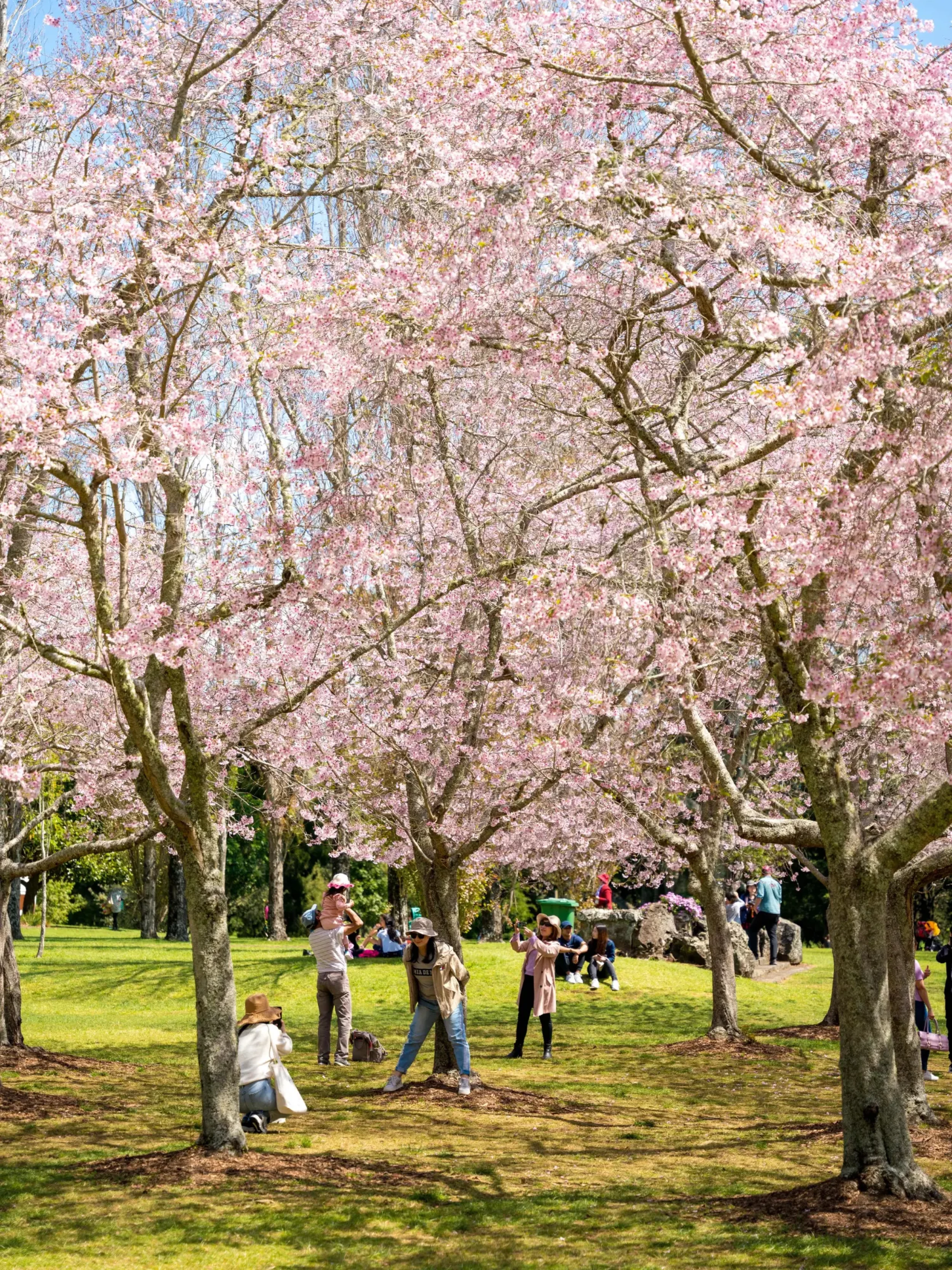 Cherry Blossoms in Cornwall Park, Auckland