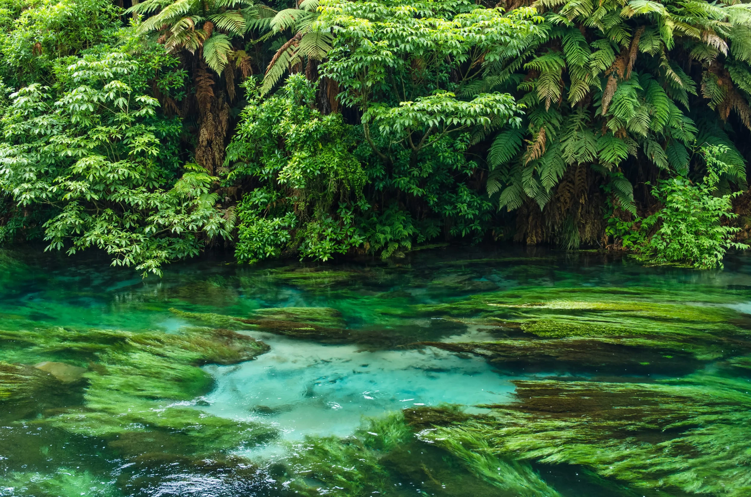 Blue Spring at Te Waihou Walkway Hamilton