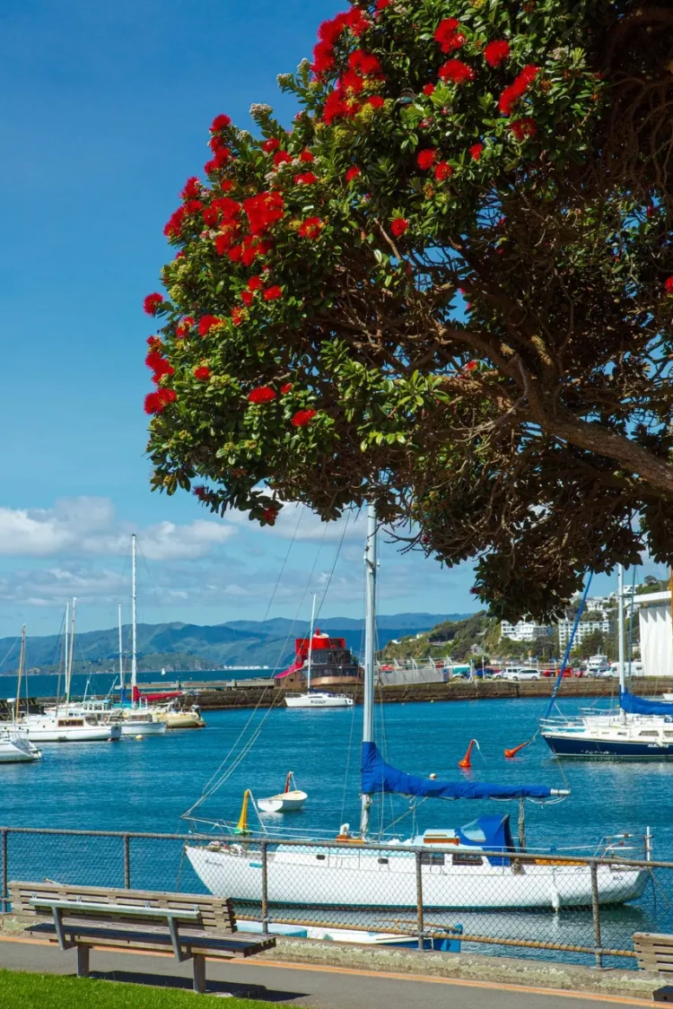 Boats at Chaffers Marina Clyde Quay Wellington