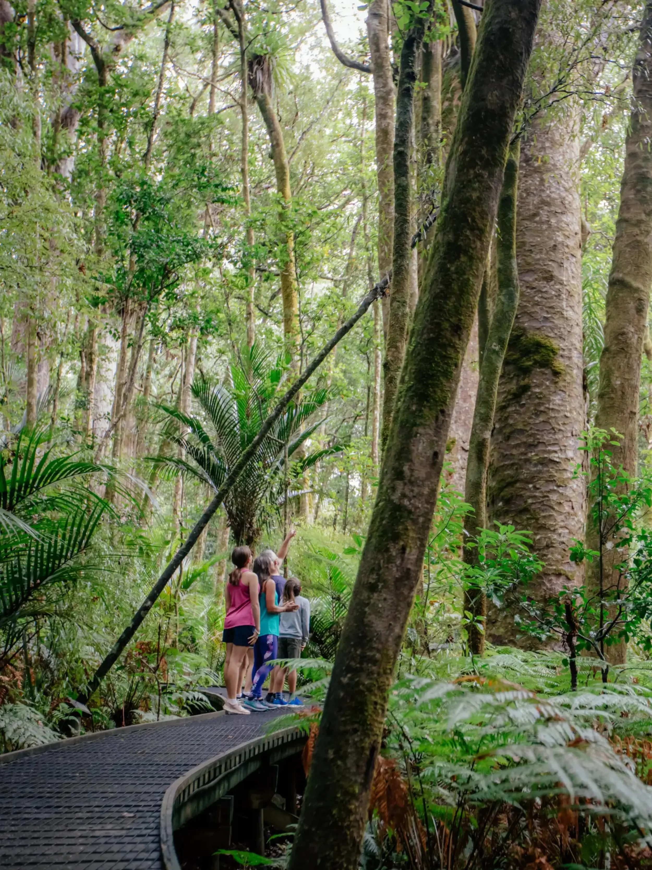 Trounson Kauri Park Northland (portrait) - Source: NorthlandNZ