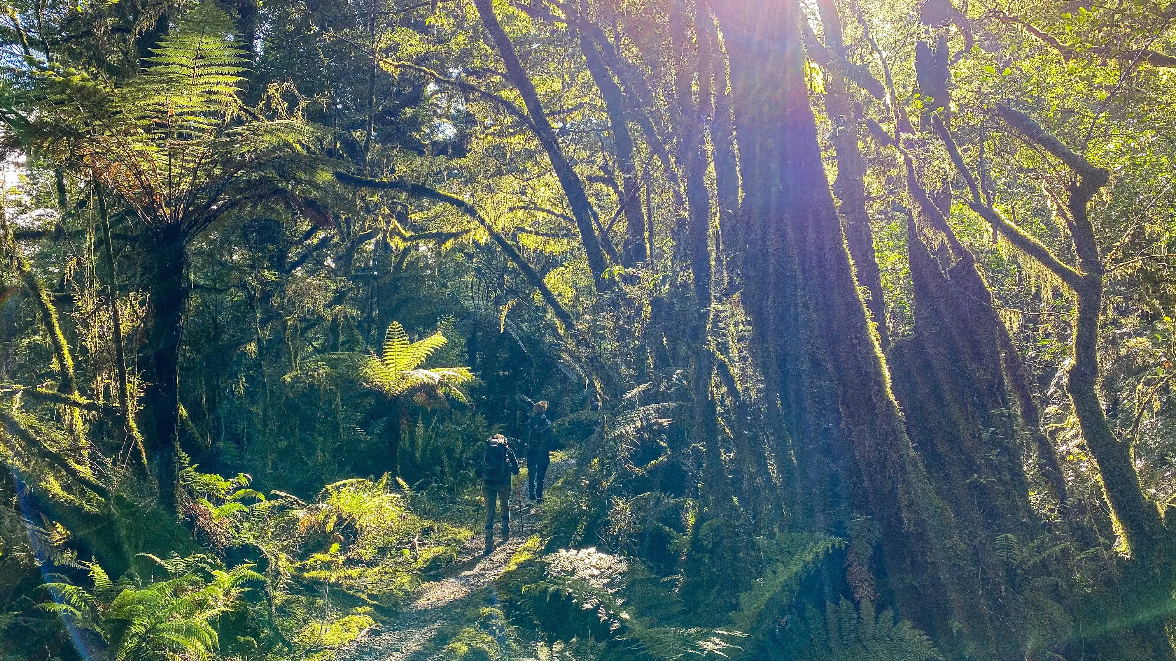 Milford Track, Fiordland National Park - Credit: Mac Gaither, unsplash