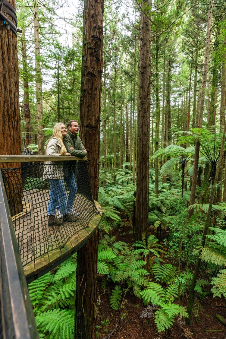 Rotorua Forest - Credit: Miles Holden