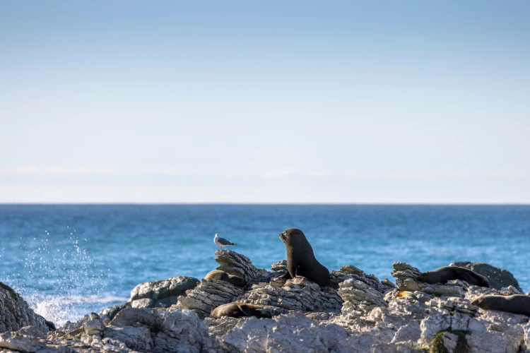 Kaikoura - Credit: Miles Holden