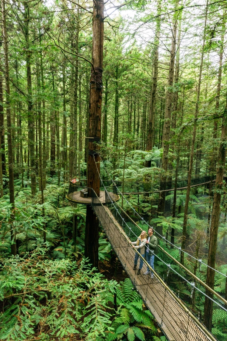 Rotorua Treeline - Credit: Miles Holden