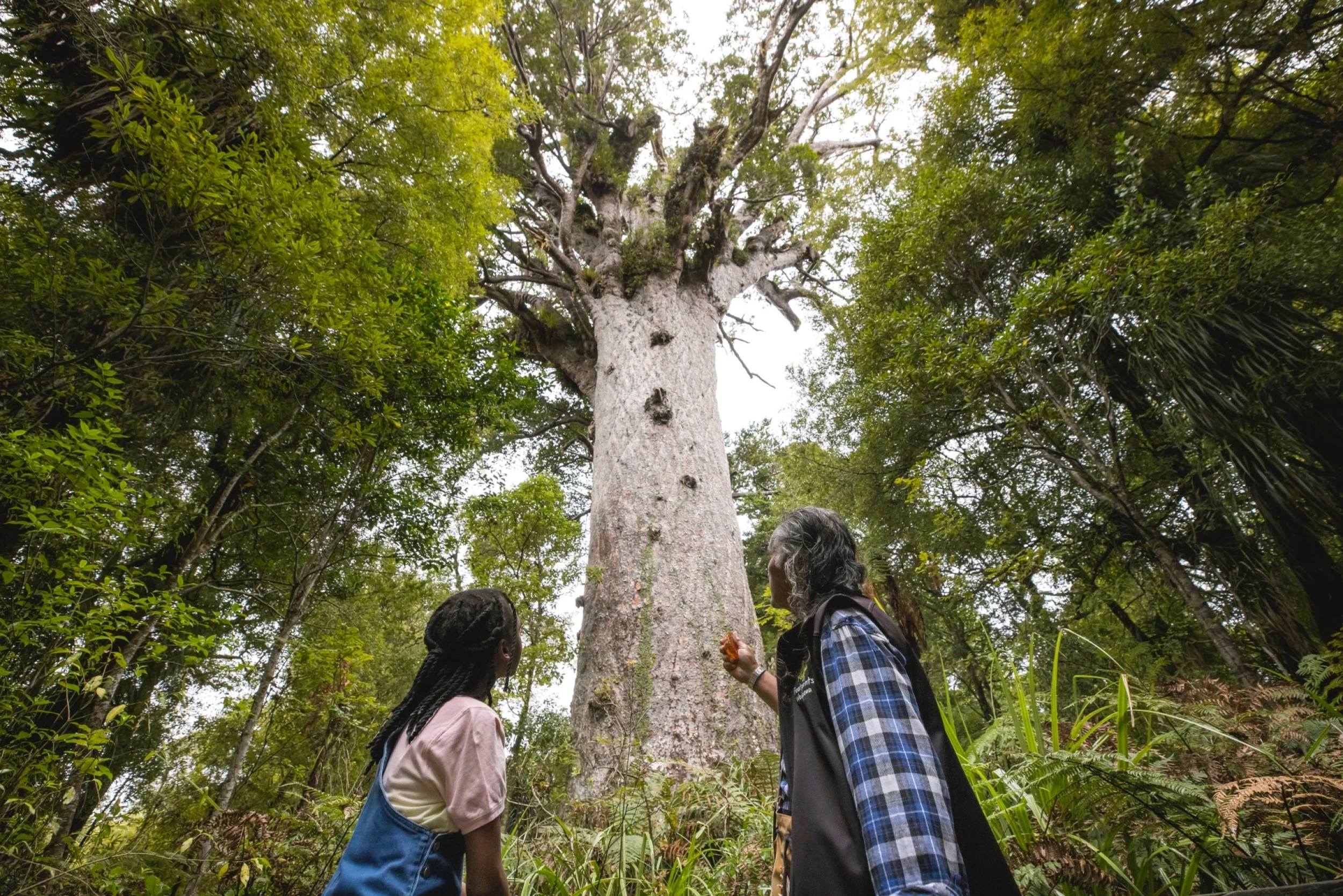 Tane Mahuta, Northland - Credit: Miles Holden